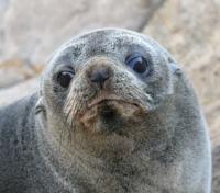 New Zealand Fur Seal